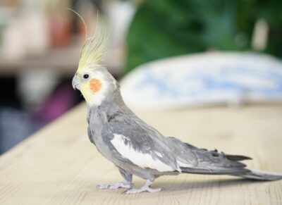 Our Policy Is Not To allow The Sale Of Parrots, Birds, Animals, Eggs, Pets cipads freeads