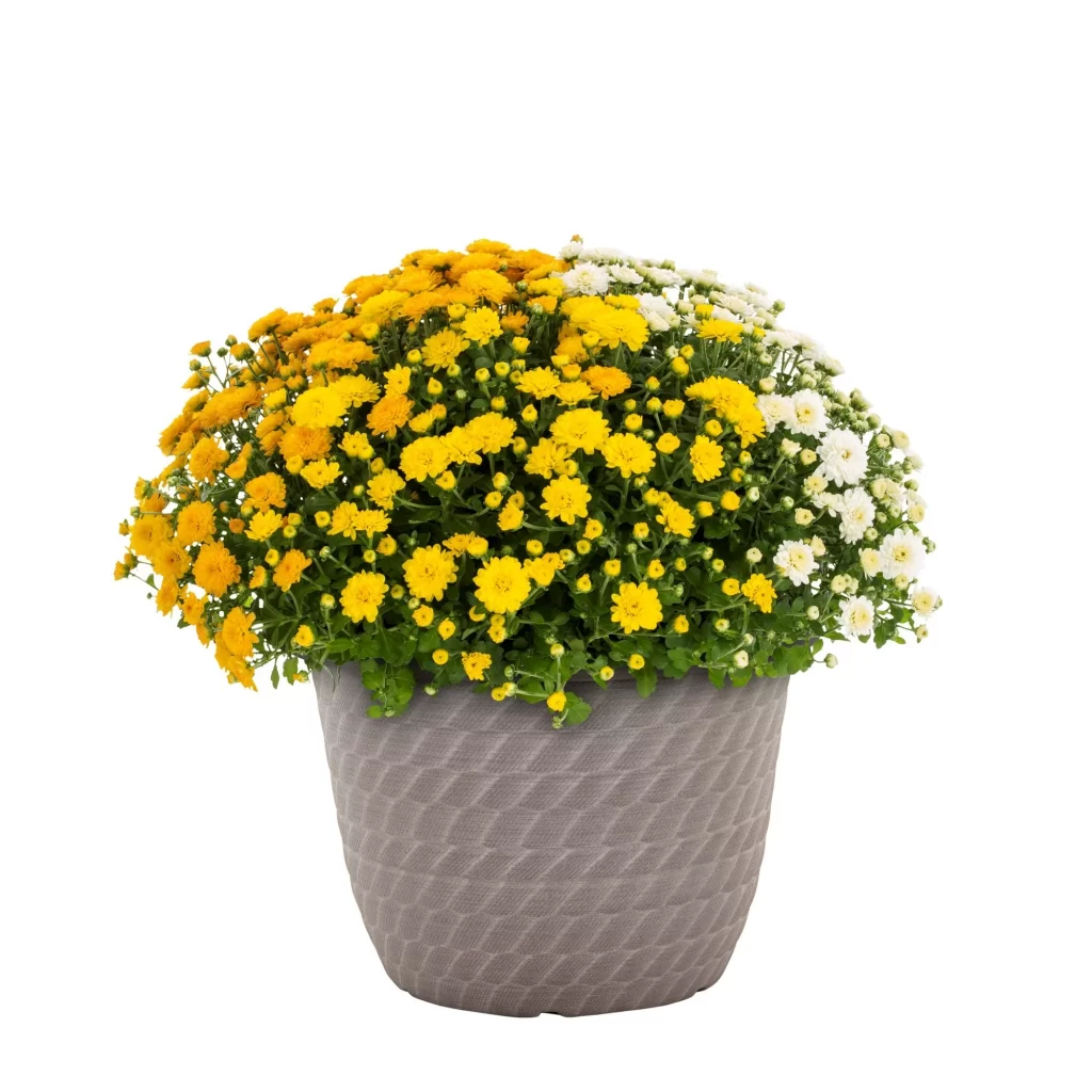 Expert-Gardener-1.5G-Orange-White-Yellow-Mum-Live-Plant-Decorative-Pot-Full-Sun-cipads-freeads