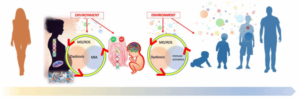 Maternal and fetal thyroid function and autism spectrum disorder with speech challenges: a review cipads freeads