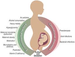 Maternal and fetal thyroid function and autism spectrum disorder with speech challenges a review cipads freeads