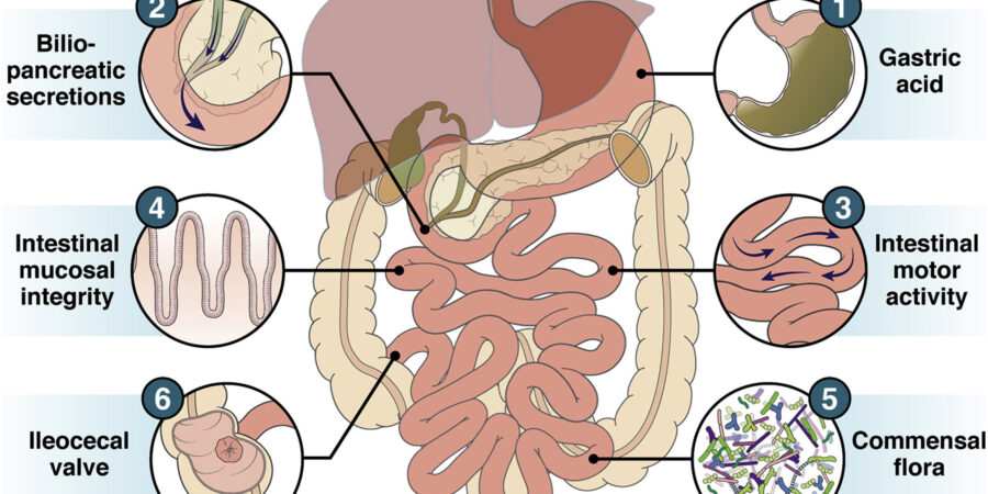 Small intestinal bacterial overgrowth (SIBO) and hypothyroidism: a review of the association and potential mechanisms cipads freeads