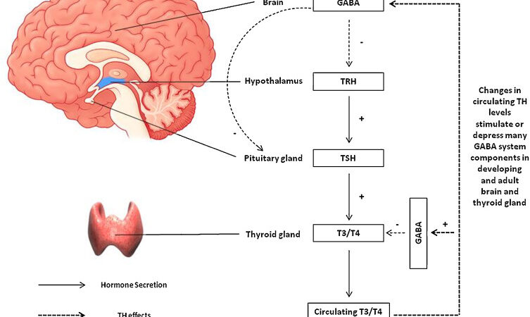 The Complex Relationship Between Thyroid Dysfunction and Epilepsy: A Review of Clinical and Molecular Insights cipads freeads