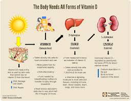 The Different Types of Vitamin D cipads freeads