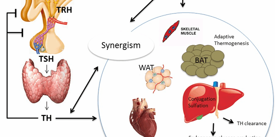 A Critical Review of the Multifaceted Role of Thyroid Hormone in Systemic Health and Disease cipads freeads