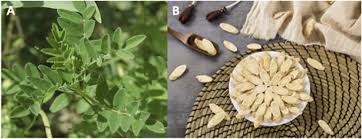 Astragalus membranaceus polysaccharides (APS) show significant potential in reducing seizure frequency and severity cipads freeads in the news