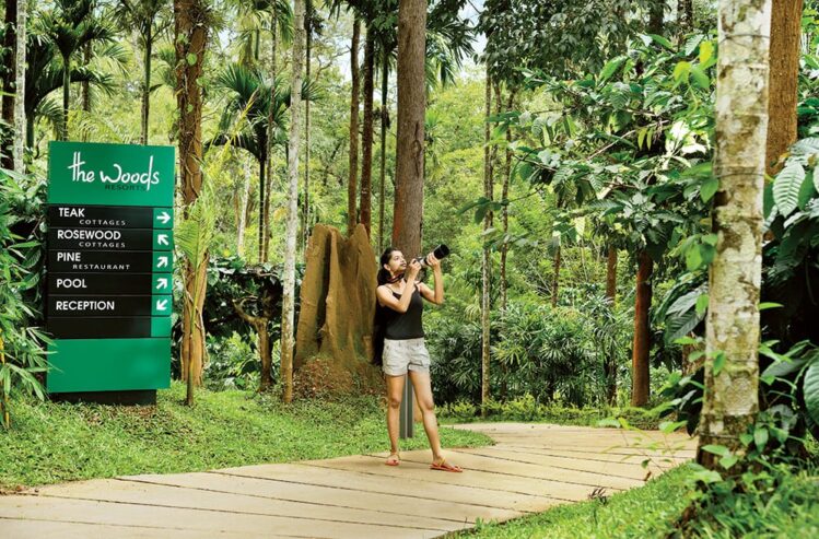 Jungle Resorts in Wayanad – The Woods Resorts