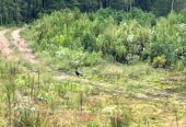 2 Acres Raw land for sale South Carolina $16,000