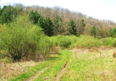 49-Acres-of-Land-for-Sale-in-Royalton-Kentucky-Owner-Financing-Available-cipads-freeads