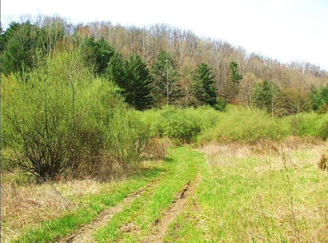 49 Acres of Land for Sale in Royalton, Kentucky [Owner Financing Available] US $69,995