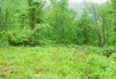 49 Acres of Land for Sale in Royalton, Kentucky [Owner Financing Available] US $69,995