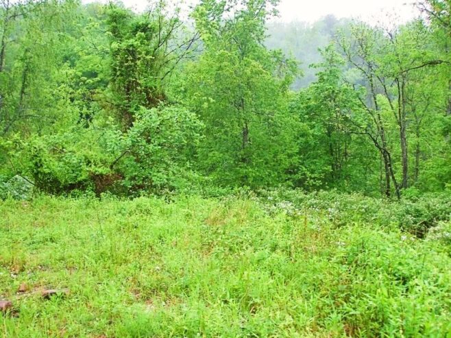 49 Acres of Land for Sale in Royalton, Kentucky [Owner Financing Available] US $69,995