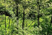 49 Acres of Land for Sale in Royalton, Kentucky [Owner Financing Available] US $69,995