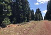 California Land For Sale – .93 Acres With Tall Trees & Level! – Modoc County