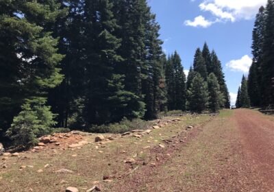 California-Land-For-Sale-.93-Acres-With-Tall-Trees-Level-Modoc-County-cipads-freeads2