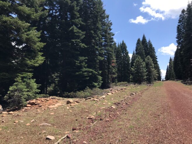 California Land For Sale – .93 Acres With Tall Trees & Level! – Modoc County