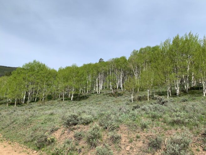 Ghost Town of Bowerman, Colorado, 10.3 Acres, 2 Gold Mines and Hot Springs Creek