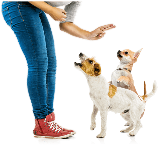 The Dog Calming Code™ from Doggy Dan @ The Online Dog Trainer