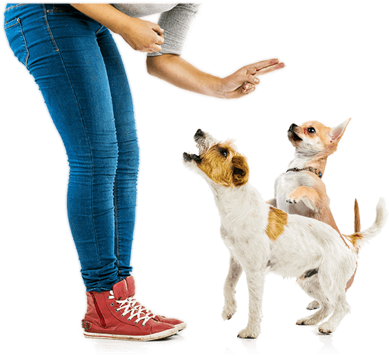 The Dog Calming Code™ from Doggy Dan @ The Online Dog Trainer